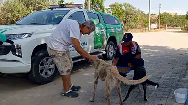 Edirne’de jandarma sokak hayvanlarını besledi 