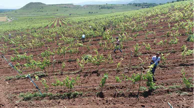 Pazar'da narince üzüm bağında teknik inceleme yapıldı