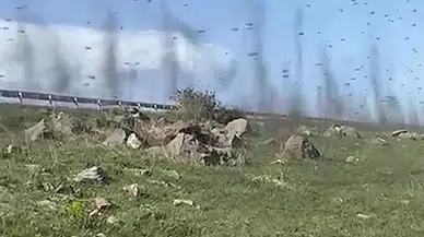 Ardahan'da yeşil sinekler hortum görüntüsü oluşturdu