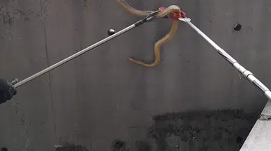 Bolu'da hastane bahçesindeki yılan, itfaiye ekiplerince yakalandı