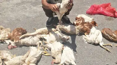 Sokak köpekleri tavuk ve horozları telef etti