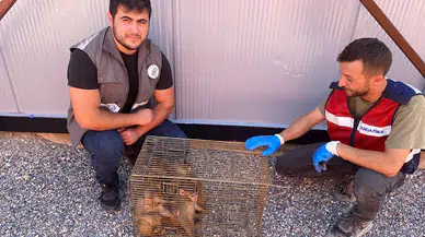 Şırnak’ta 6 Hint şebeği ele geçirildi