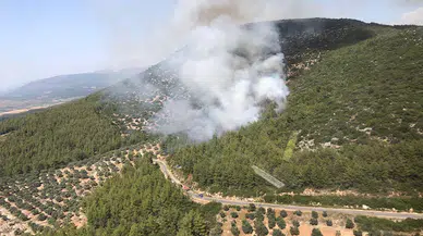 Milas'ta orman yangını/ Fotoğraflar