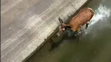 Su kanalında mahsur kalan geyiği ekipler kurtardı