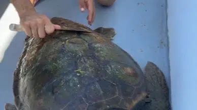 Misinaya dolanan deniz kaplumbağası kurtarıldı