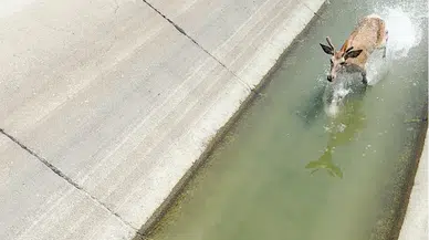 Bolu'da su kanalına düşen geyik kurtarıldı