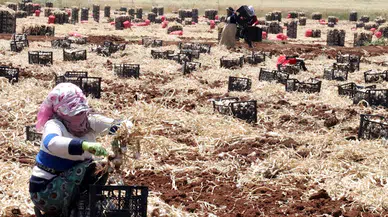 Gaziantep'te, 8 bin tarım işçisiyle sarımsak hasadı başladı