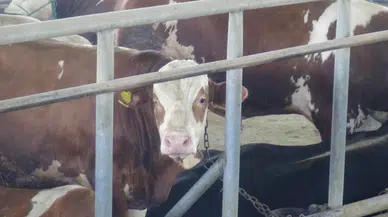 Kocaeli Veteriner Hekimleri Odası Başkanı Bostancı'dan 'kurbanlık' uyarıları