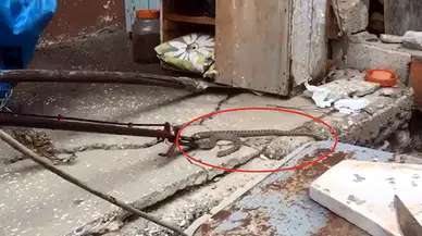 Bahçeye giren yılanı itfaiye yakaladı 