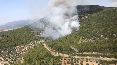Muğla'daki orman yangınının çıkış nedeni, sigara izmariti 