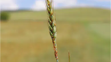 Boğazkale'de çiftçilere buğdayda bit zararlısıyla mücadele uyarısı