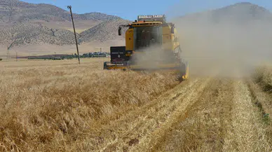 Mardin Ovası'nda hasat zamanı