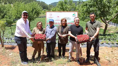 Gaziantep Valisi, çilek hasadına katıldı