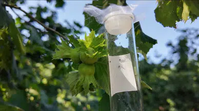 Düzce'de kahverengi kokarcayla mücadele için doğaya 8 bin samuray arısı salındı