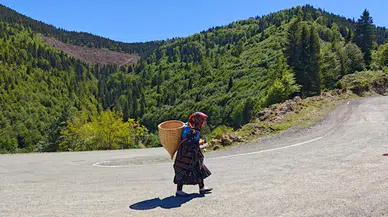Doğu Karadeniz yaylalarına büyükbaş hayvanlarla göç başladı