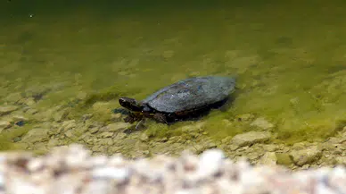 Van'da sahil yolundaki kaplumbağalar için harekete geçildi