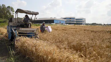 Antalya'dan Orta Doğu pazarına tescilli buğday ihracatı