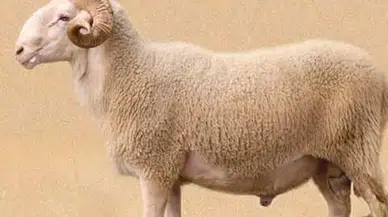 Toplumsal Dayanışma Örneği: Artvin Belediyesi Kurban Etlerini Dağıtıyor