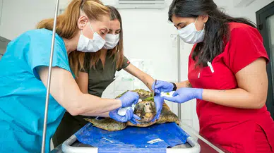 Körfez'deki yaralı Caretta caretta kurtarıldı