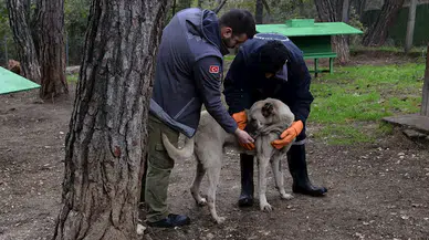 Osmangazi Belediye Başkanı Aydın: Sokak hayvanları uyutulmasın, sahiplendirilsin