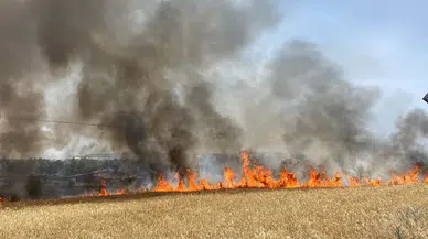 Çanakkale'de anız yangını, tarım arazisi ve ormana sıçradı