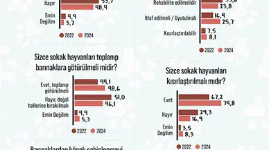 Araştırma: Türk halkının yüzde 47,9’u sokak hayvanlarını tehlikeli buluyor