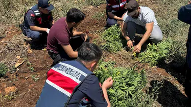 Gaziantep'te, 214 kök kenevire 2 gözaltı