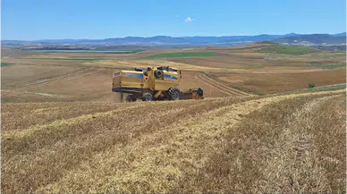 Çorum'da arpa hasadına başlandı