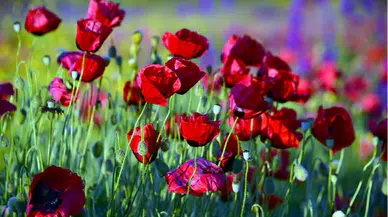 Çiçeklerle rengarenk süslenen arazi fotoğraf çektirmek isteyenlerin uğrak yeri oldu