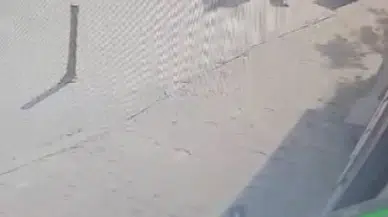 İstanbul - Bakırköy'de köpeğe cinsel istismar şüphelisi gözaltına alındı 