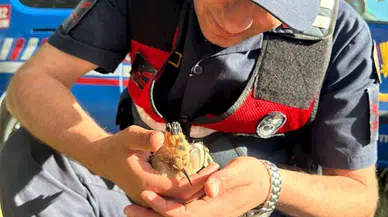 Sıcaktan bitkin düşen ibibik kuşu su verilip, doğaya bırakıldı