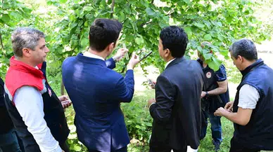 Dikmen'de 1000 samuray arısı doğaya bırakıldı