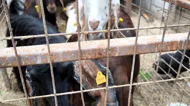  Kırklareli'ye kaçak getirilen hayvanlara el konuldu