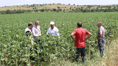 Edirne'deki dolu yağışı; 1000 dekar ekili alan zarar gördü