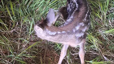 Karabük'te ormanlık alanda bulunan yavru karaca koruma altına alındı