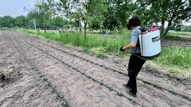 Düzce'de kooperatif kuran kadın girişimciler meyve sebze yetiştiriyor