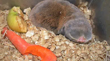 Tıp ve arkeolojinin ilgi odağı 'kör fareleri' 40 yıldır inceliyor: Yer altında açtıkları tünellerde düzenli bir yaşamları var