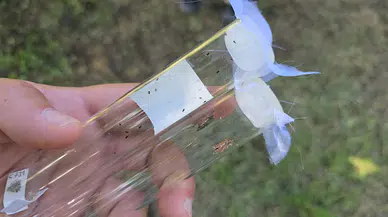 Düzce'de kahverengi kokarca ile mücadele için 8 bin 'samuray arı' salındı