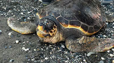 Tedavisi 2 yılda tamamlanan caretta caretta denize bırakıldı