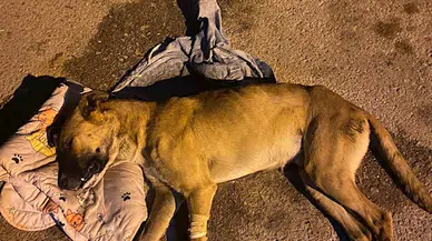 İzmir'de ölen 6 köpeğin tarım ilacıyla zehirlendiği ortaya çıktı; mahalleliden şüphelinin bulunması için 70 bin TL ödül 