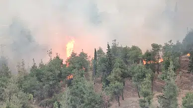 Denizli'de orman yangını (2)
