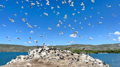 Çıldır Gölü, kuş cennetine döndü