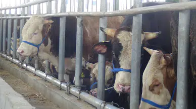 Kocaeli'de hayvan pazarında kurbanlıklar alıcılarını bekliyor