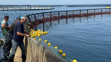 Samsun'da, Karadeniz'de yetiştirilen Türk somonunun hasadına başlandı