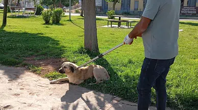 Kuduz köpek ısırdı, karantinaya alındı
