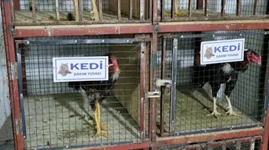 Kırşehir'de horoz dövüşüne 36 gözaltı