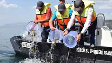 Eğirdir Gölü'ne 5 bin sazan bırakıldı 