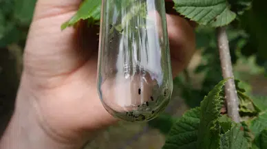 Fındıkta istilacı böcekle mücadele için 10 bin ‘samuray arı’ salındı