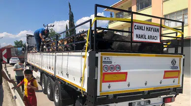 Boyabat'tan Trakya bölgesine kurbanlık sevkiyatı yapıldı