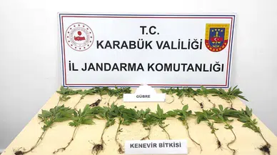 Karabük'te ormanlık alana kenevir ektiği iddia edilen 2 şüpheli yakalandı